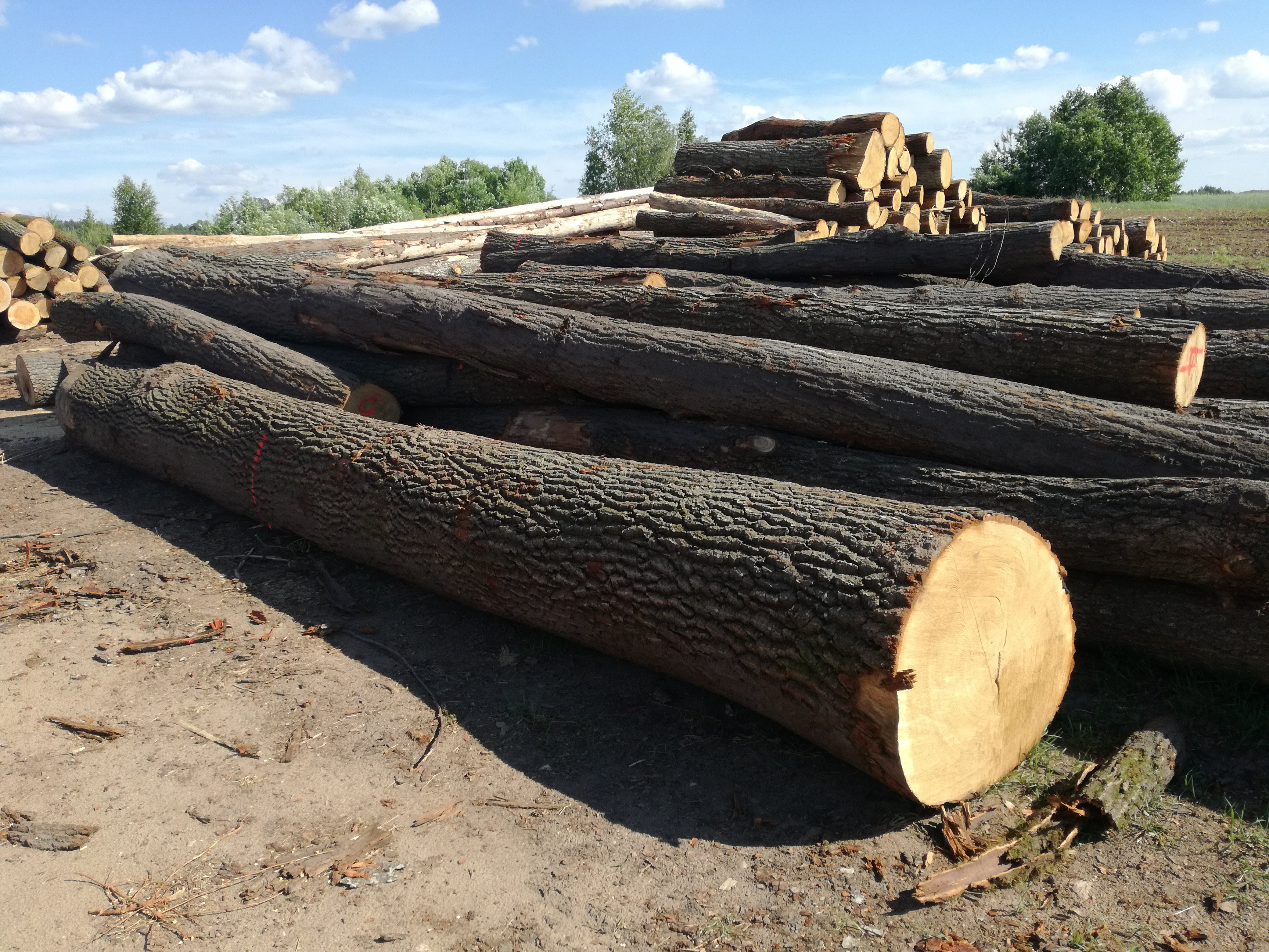 Stosy okrąglaków z ciemną korą i jasnym przekrojem ułożone na ziemi, w tle widoczne drzewa i błękitne niebo z chmurami.
