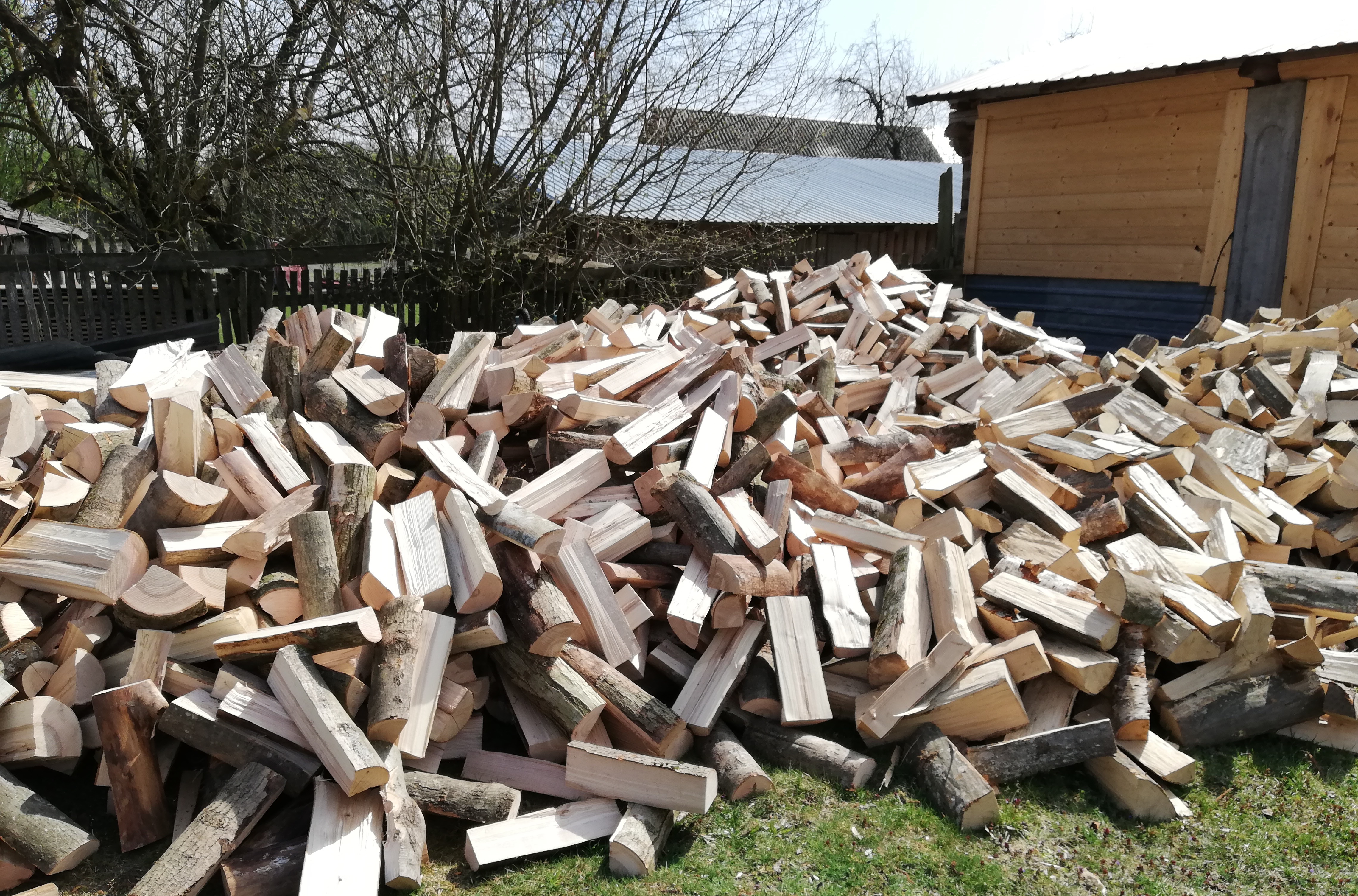 Stos świeżo porąbanego drewna ułożonego na trawie przed drewnianym budynkiem gospodarczym i drzewami bez liści.