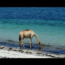 Wielbłąd pije wodę z morza na piaszczystej plaży. W tle widać błękitne morze.