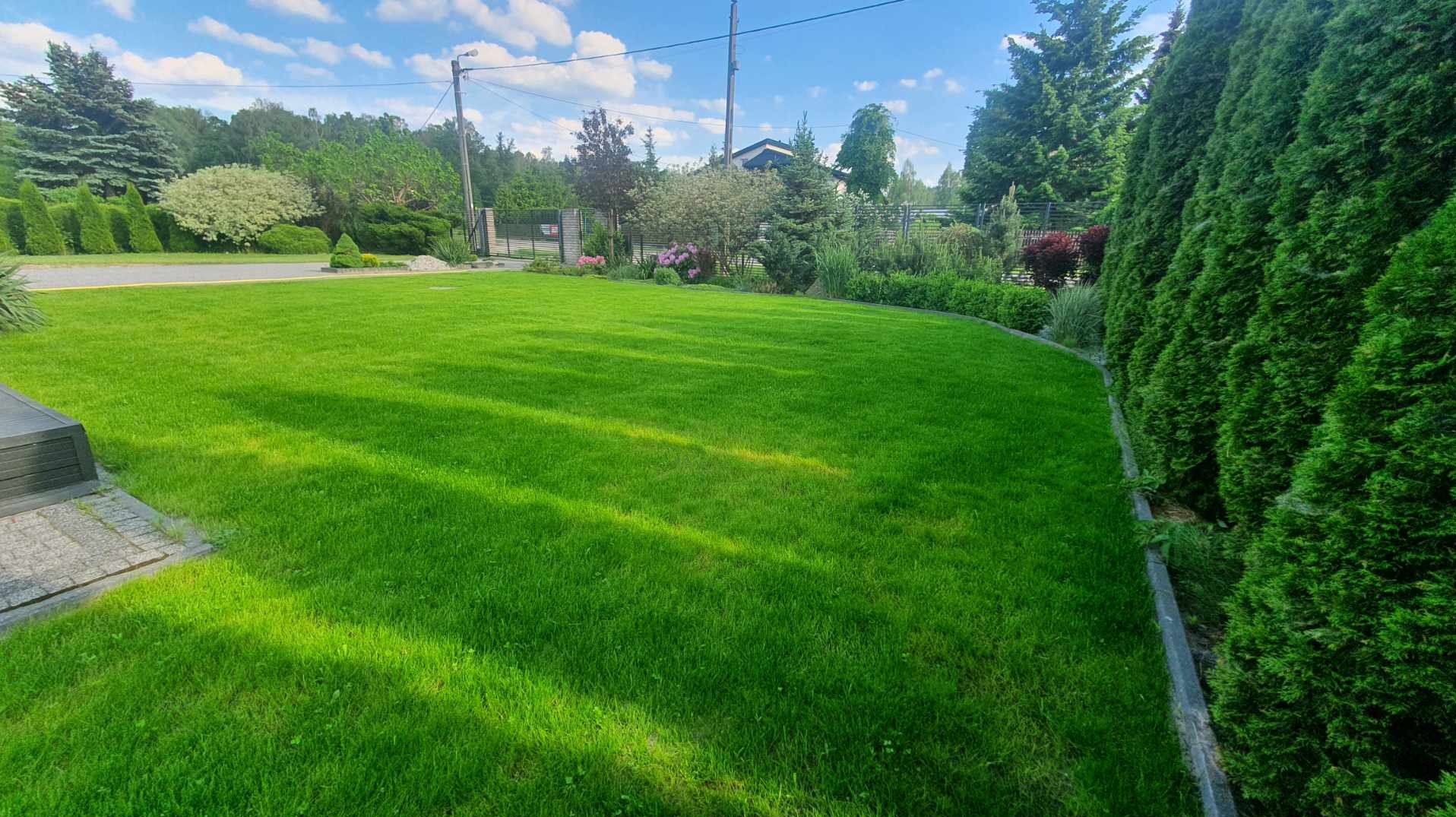 Nasze prace trawnik po 2 miesiącach