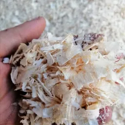 Garść jasnych, nieregularnych wiórów drzewnych trzymana w dłoni na tle większej ilości wiórów.