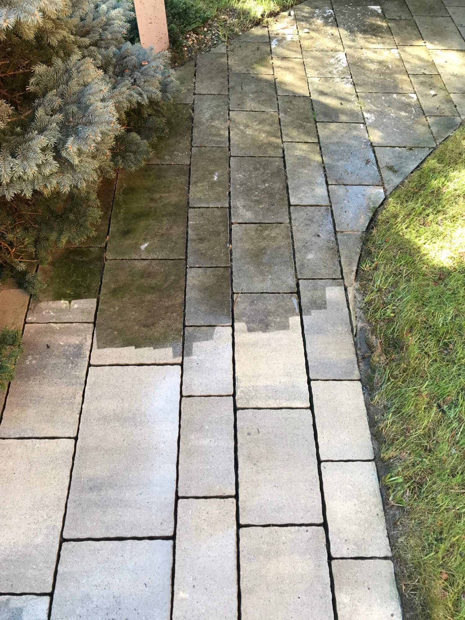 Częściowo umyta kostka brukowa na ścieżce ogrodowej, widoczna różnica w kolorze między czystą a brudną powierzchnią, obok trawnik i iglak.