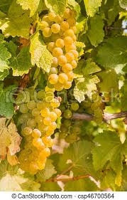 Dojrzałe, jasne winogrona na krzewie, widoczne liście i fragmenty łodyg, naturalne światło.