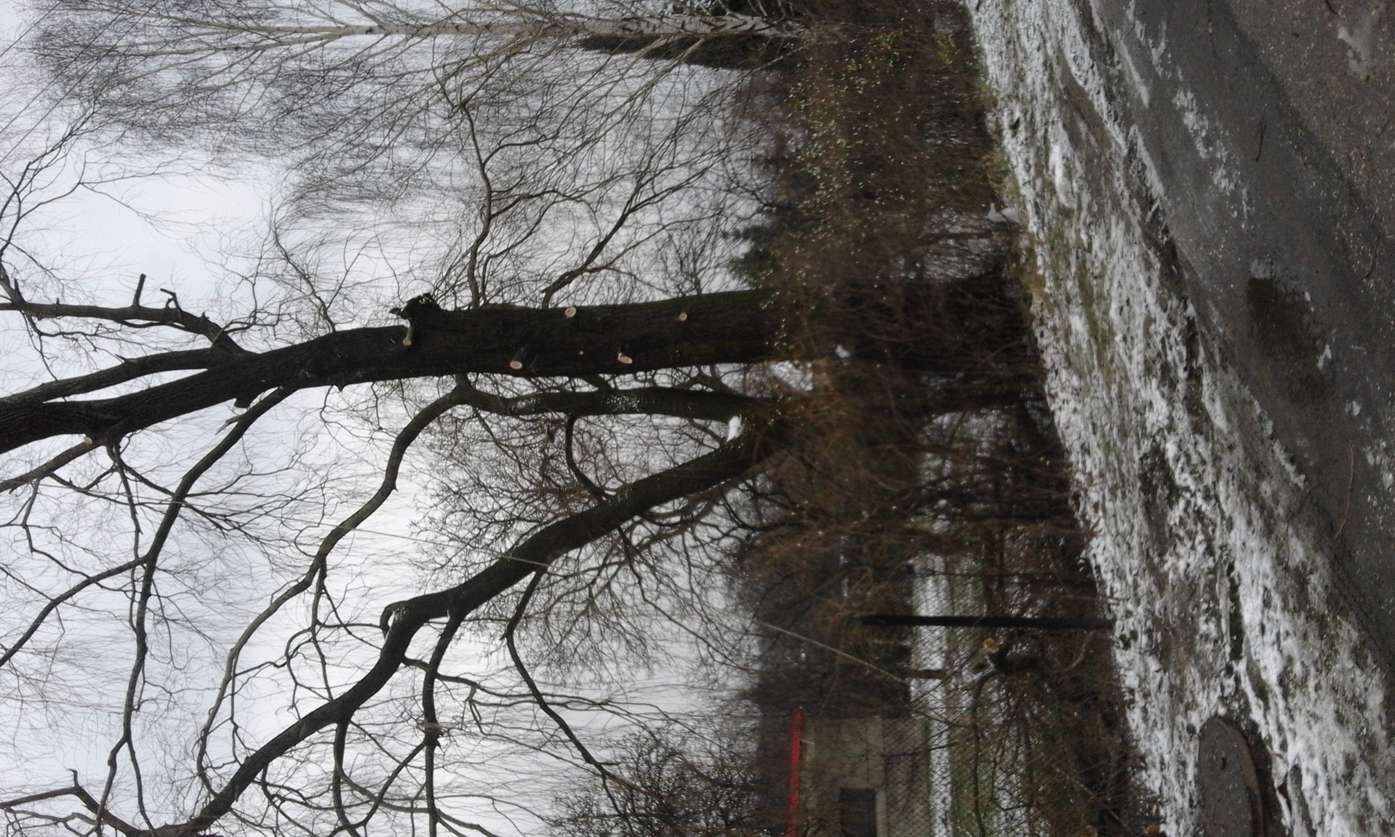 Przycięte gałęzie drzewa z widocznymi śladami cięcia, pochmurne niebo w tle.