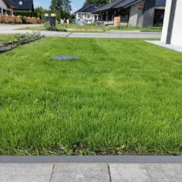 Trawnik Miesiąc od wysiewu