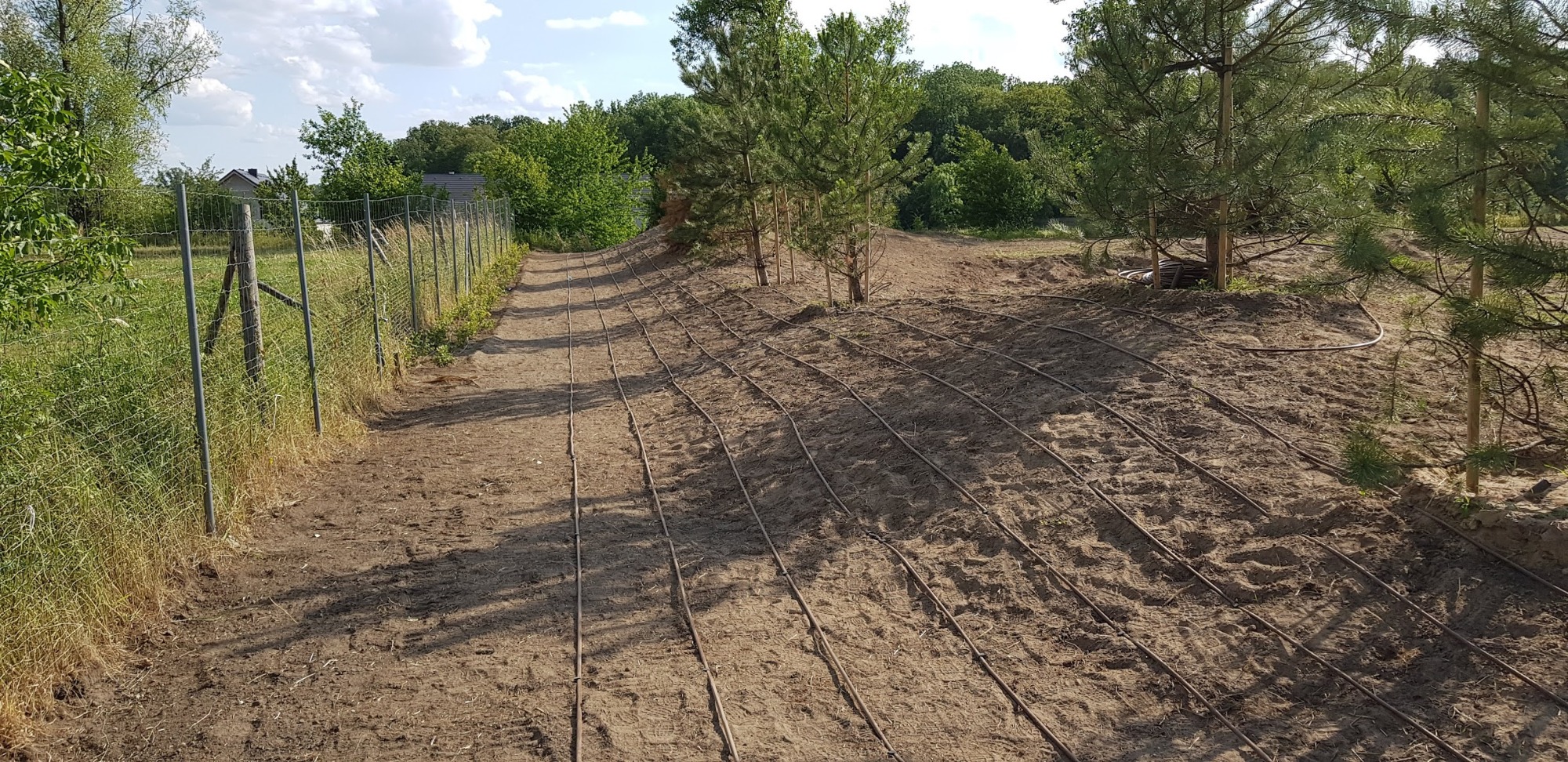 System nawadniania kroplowego rozłożony na piaszczystej glebie wzdłuż rzędu młodych drzewek iglastych, widoczny metalowy płot w tle.