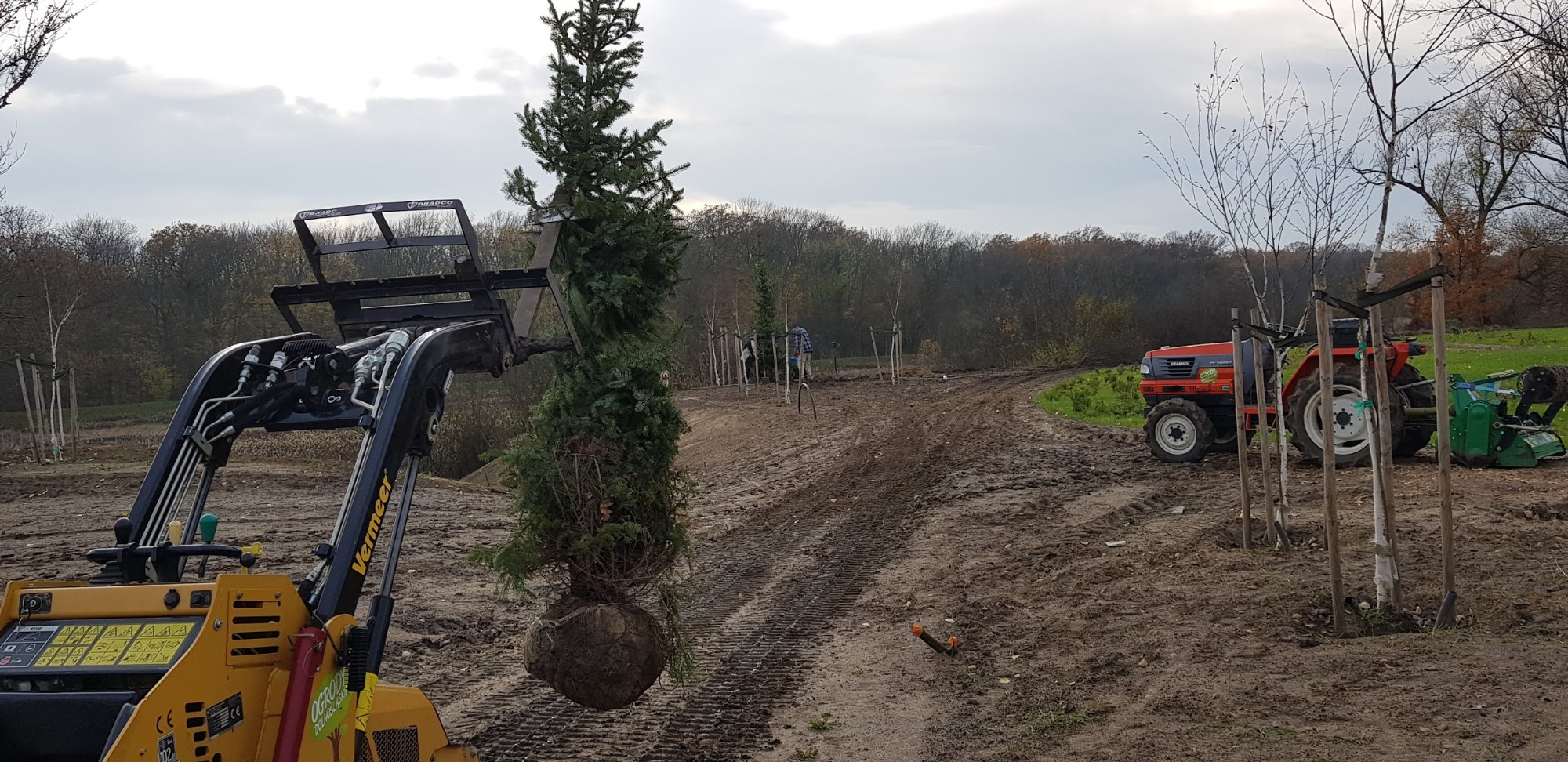 Żółta miniładowarka Vermeer transportuje drzewo iglaste z bryłą korzeniową na placu budowy nowego ogrodu, w tle widoczny czerwony traktor i posadzone młode drzewka liściaste.