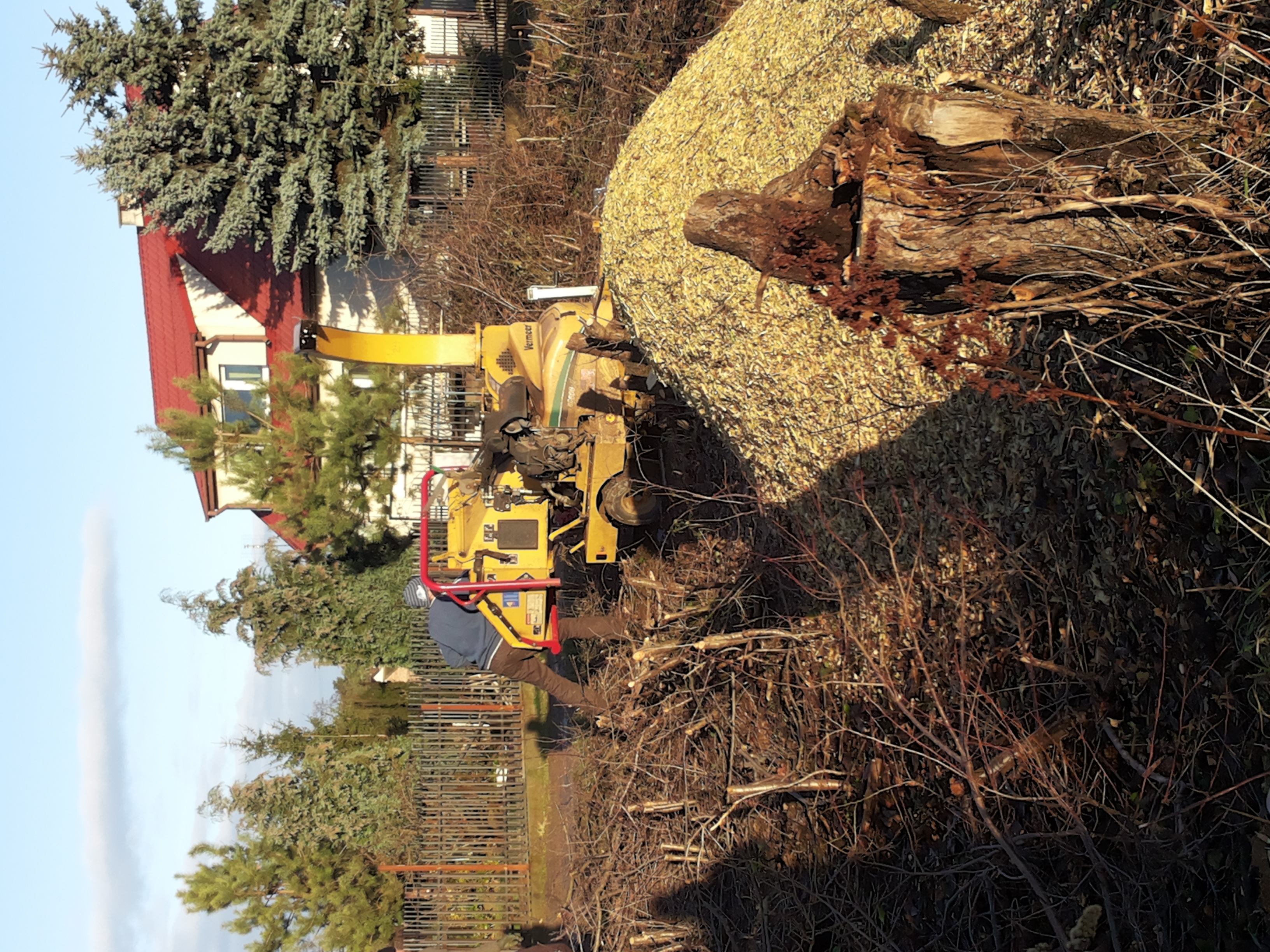 Żółta rębarka do gałęzi w trakcie pracy, z dużą stertą zrębków obok, widoczne ścięte gałęzie i pnie drzew, w tle dom z czerwoną dachówką i iglaki.