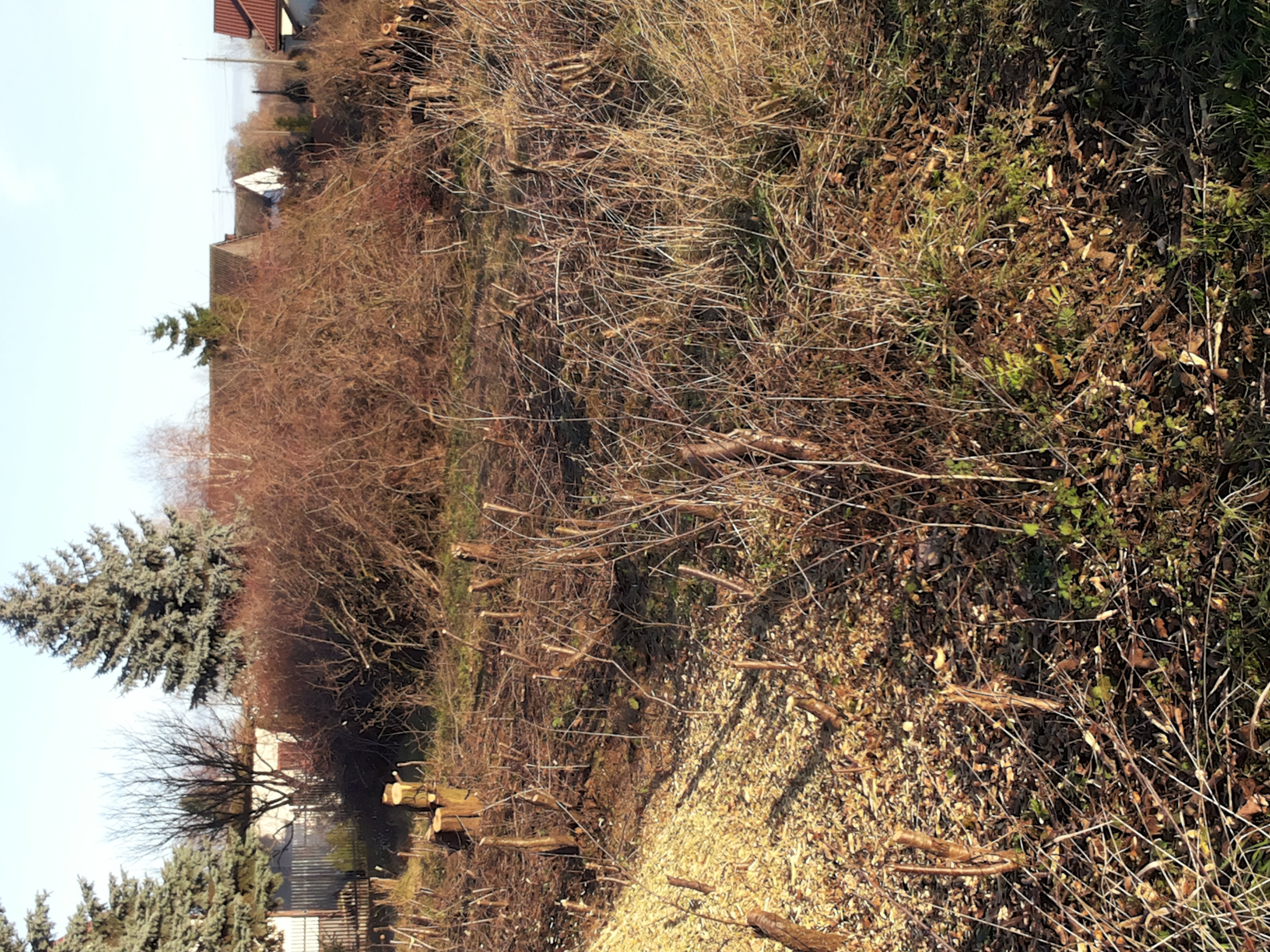 Teren po wycince drzew i krzewów, widoczne pnie drzew, gałęzie i zrębki, w tle zabudowania.