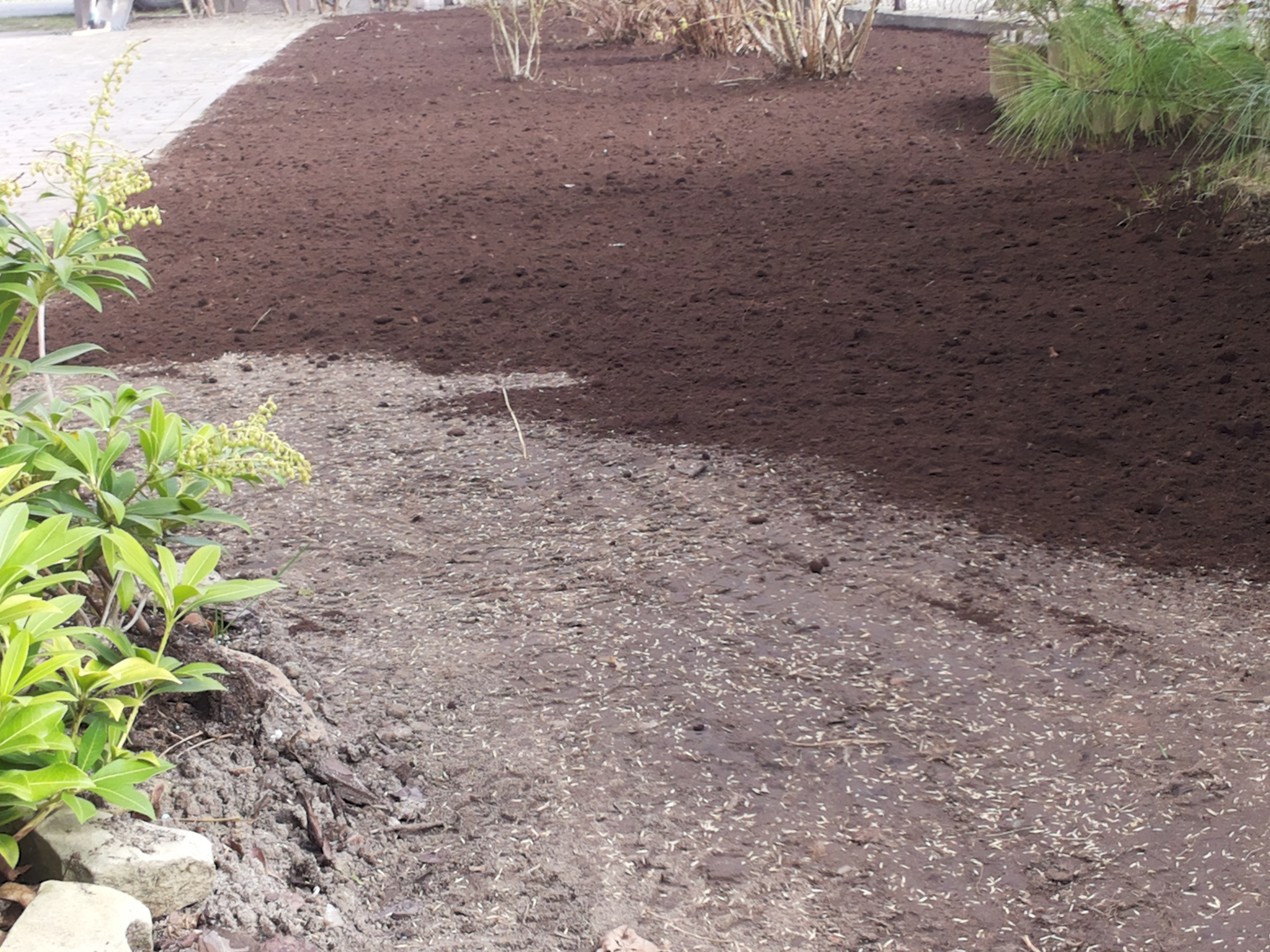 Przygotowanie terenu pod trawnik: świeżo nawieziona, ciemna ziemia ogrodowa sąsiaduje z obszarem posypanym nasionami trawy. Z lewej strony widoczna kępa zieleni z pąkami kwiatów.