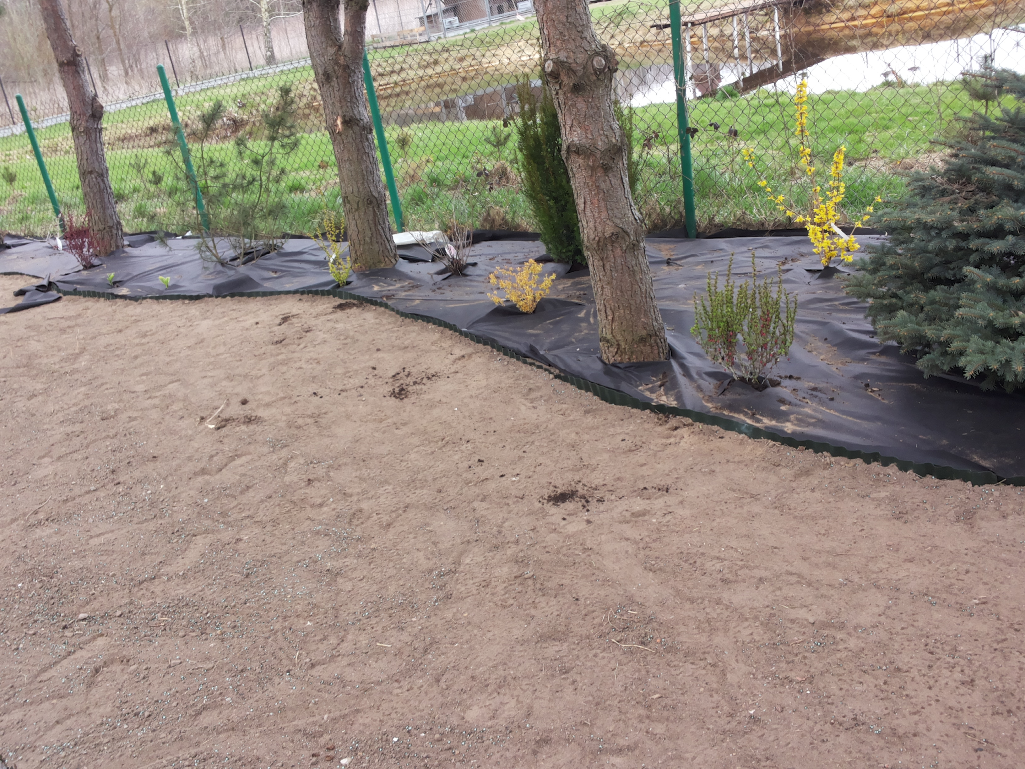 Przygotowanie terenu pod nasadzenia w ogrodzie: rozłożona czarna agrowłóknina, posadzone młode krzewy i drzewka, widoczna ziemia przed wyłożeniem korą lub kamieniem.