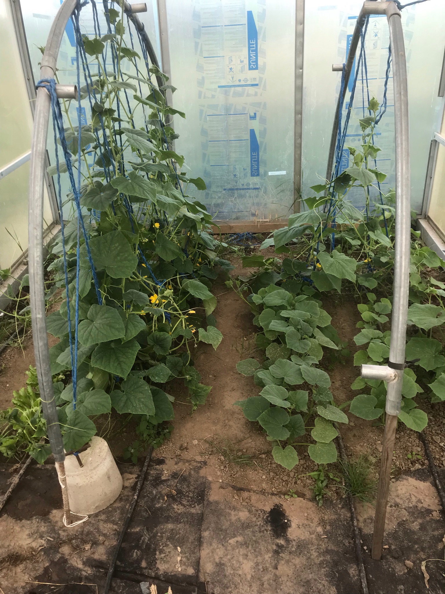 Wnętrze szklarni z młodymi ogórkami pnącymi się po metalowych konstrukcjach i niebieskich sznurkach, widoczne żółte kwiaty i rzędy małych sadzonek, ziemia w szklarni.