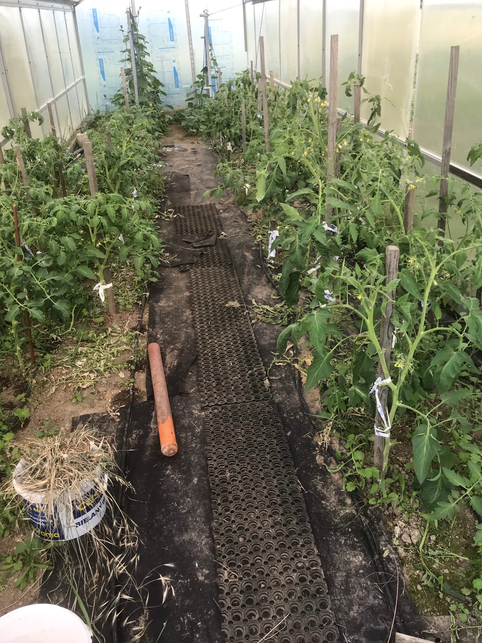 Wnętrze szklarni z rzędami roślin pomidorów podpartych drewnianymi tyczkami, z widoczną matą antypoślizgową na ścieżce i wiaderkiem z suchą trawą w rogu. Rośliny są w różnej fazie wzrostu, niektóre...