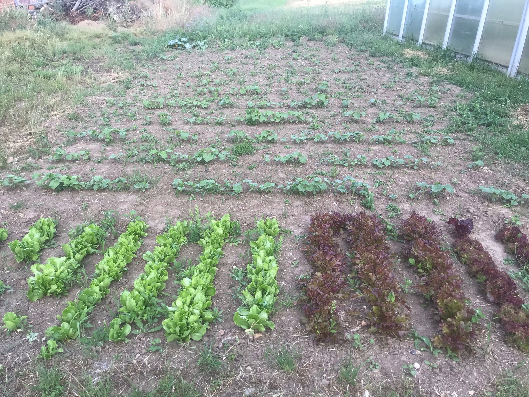 Widok z góry na grządki z młodą sałatą zieloną i czerwoną oraz innymi uprawami w przydomowym ogródku warzywnym z widoczną szklarnią w tle.