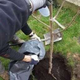 Sadzenie młodego drzewka owocowego. Osoba w rękawicach umieszcza korzenie drzewka w wykopanym dole. Obok leży łopata, a obok drzewka znajduje się czarna folia.