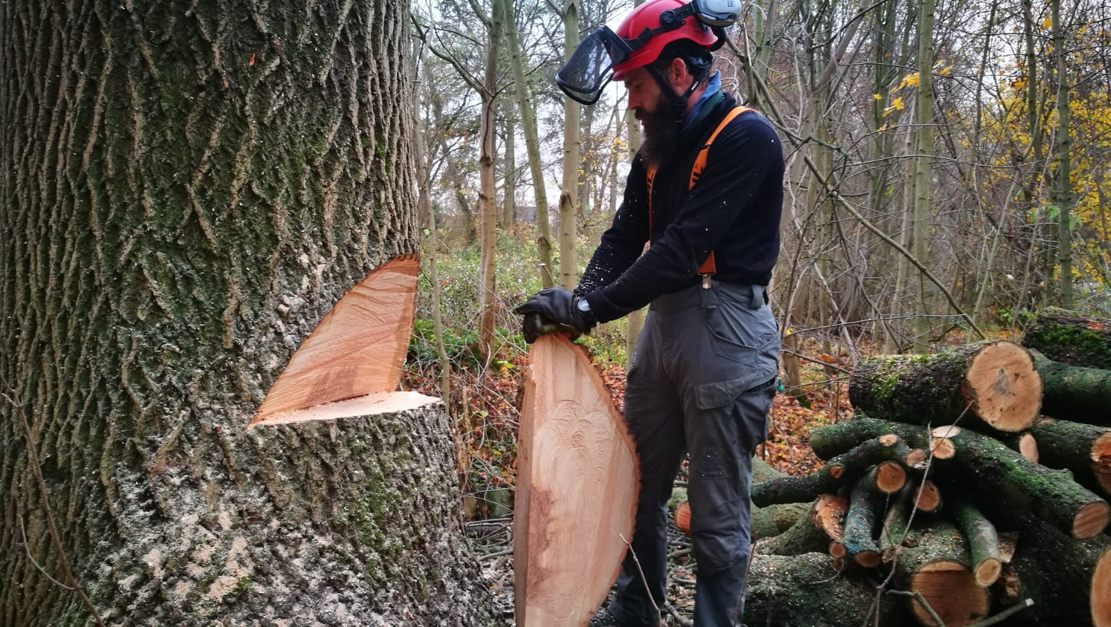 Drwal w kasku i z osłoną twarzy, trzymający odcięty fragment pnia drzewa, z widocznym wycięciem w pniu i stosem ściętych gałęzi w tle.