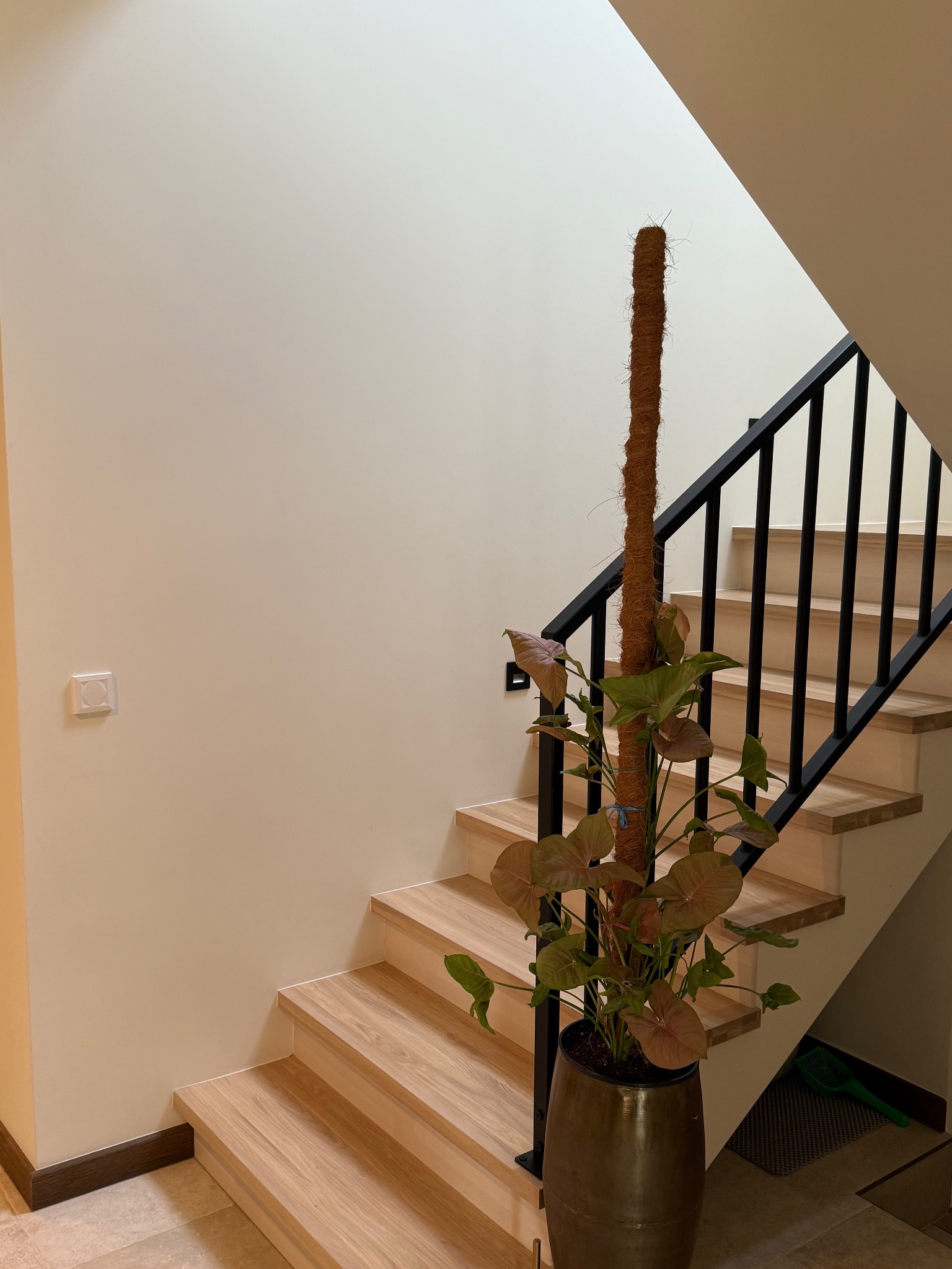 Nowoczesne schody drewniane z czarną balustradą, oświetlone światłem wpadającym z góry, obok donica z rośliną pnącą się po paliku kokosowym.