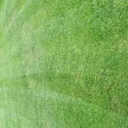 Gęsta, zielona trawa z rolki, widoczny delikatny pas jaśniejszej trawy, sugerujący kierunek układania, częściowo widoczny budynek w tle.