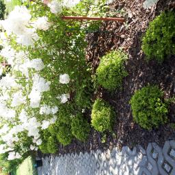 OGRODY Marta Góźdź - Kwitnący krzew hortensji pnącej się po drewnianej konstrukcji, obok kule bukszpanu na korze, widok z góry.