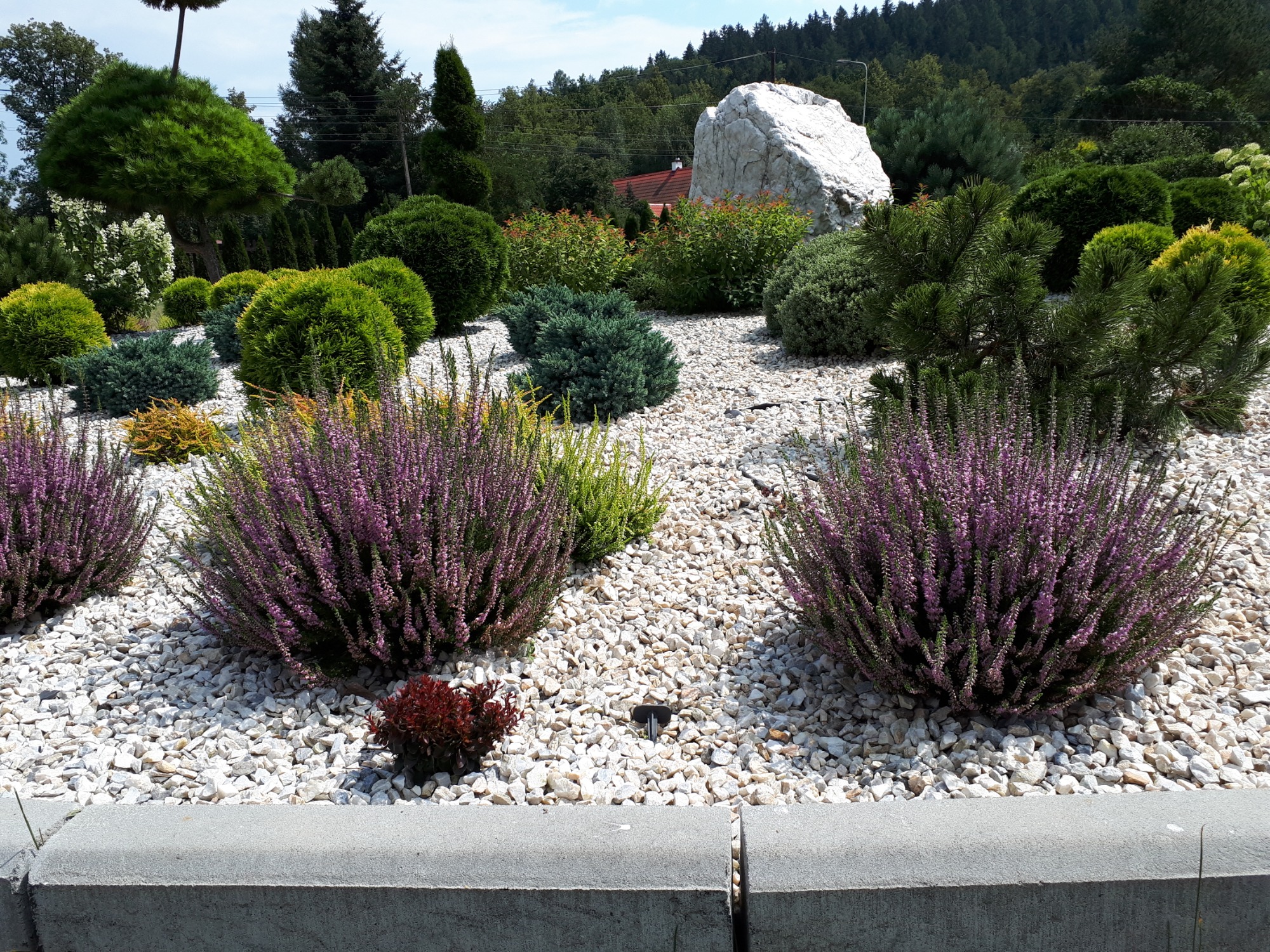 Ogród z wrzosami i ozdobnymi krzewami na białym żwirze, z dużym białym kamieniem w tle i różnorodnymi drzewami