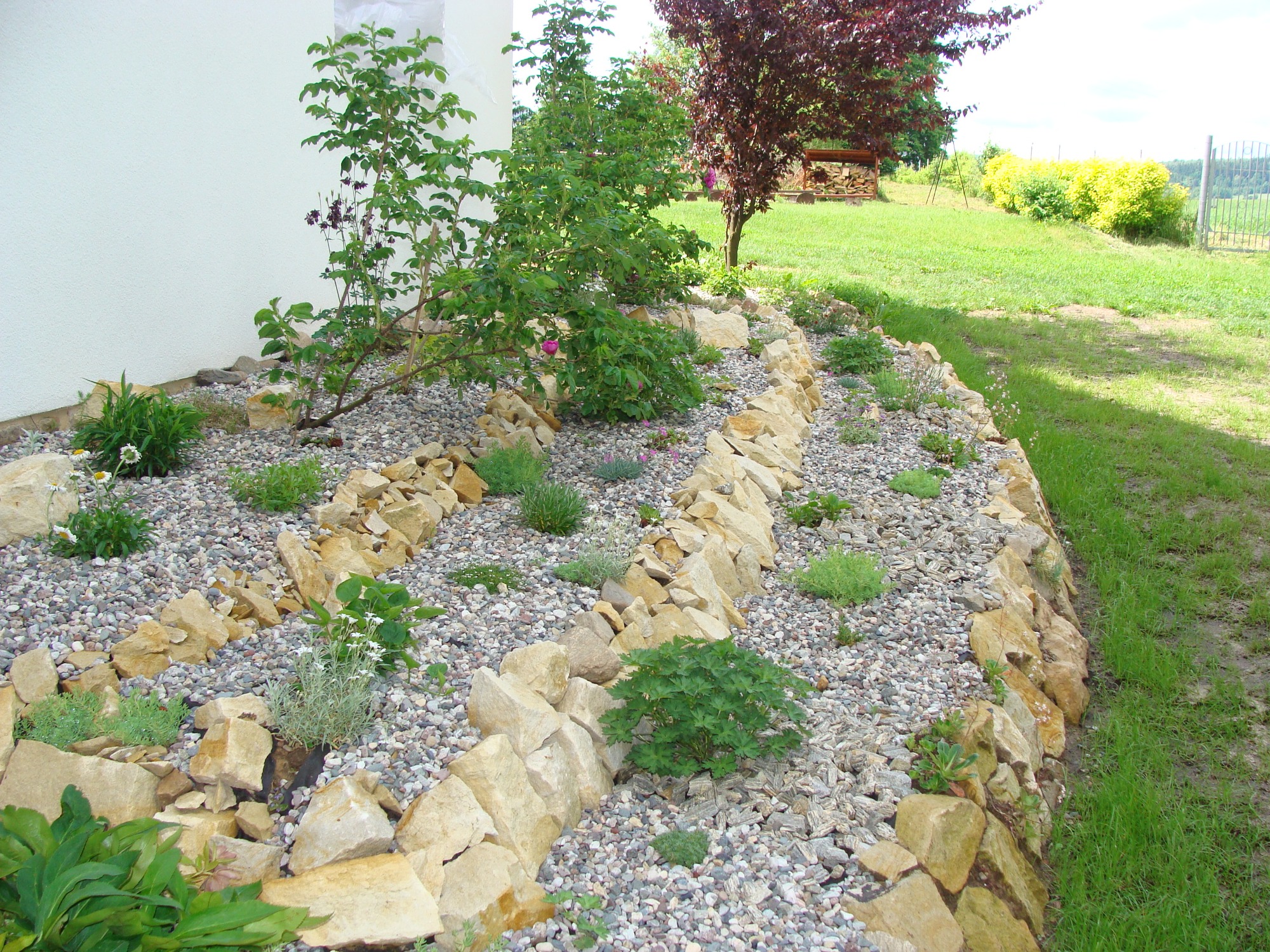 Rabata z kamieniami oddzielająca trawnik od ściany domu, z nasadzeniami roślin i krzewów, w tle drzewo o purpurowych liściach.