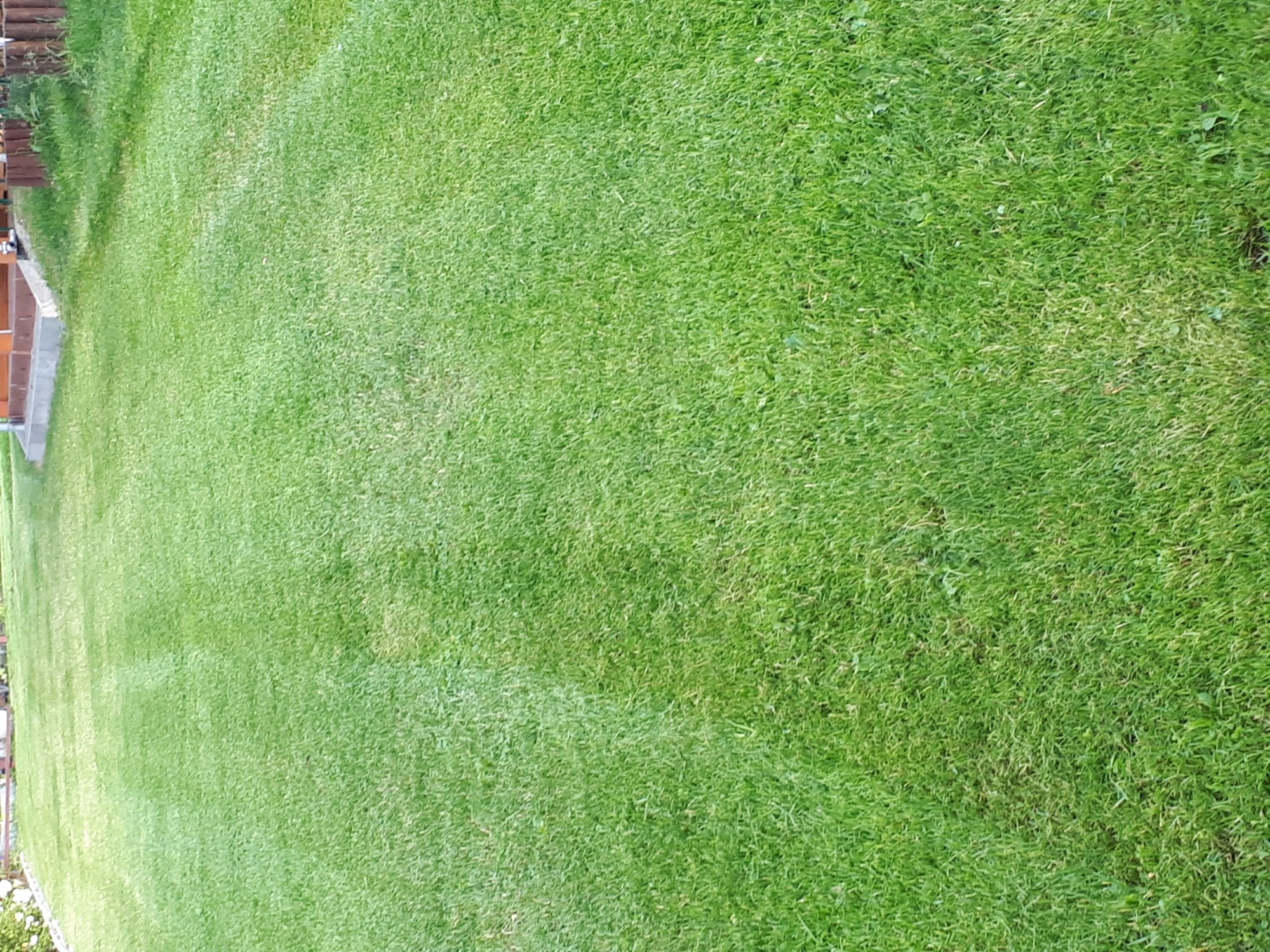 Gęsta, zielona trawa z rolki, widoczny delikatny pas jaśniejszej trawy, sugerujący kierunek układania, częściowo widoczny budynek w tle.
