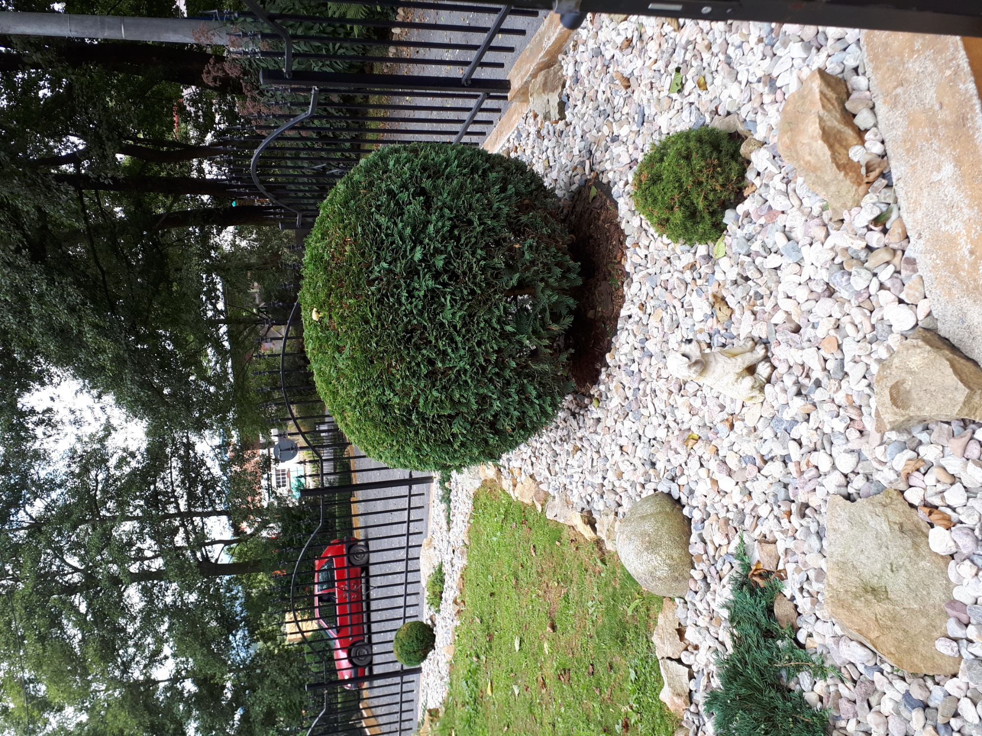 Ogród z kulistymi krzewami, białymi kamykami i elementami skalnymi wzdłuż czarnego metalowego ogrodzenia, z widocznym czerwonym samochodem w tle.