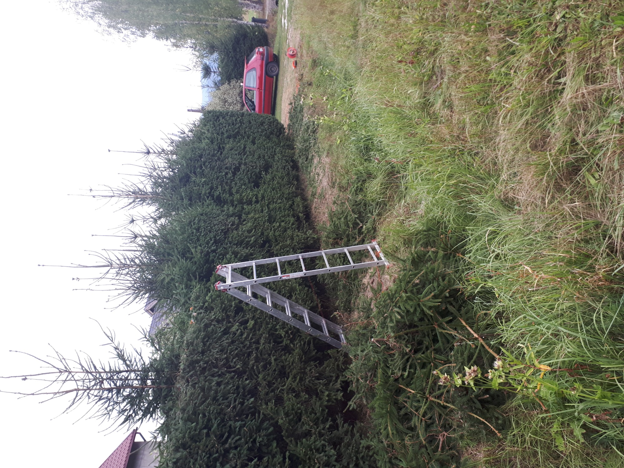 Rozłożona aluminiowa drabina oparta o wysoki, gęsty żywopłot z iglaków, obok wysoka trawa, w tle czerwony samochód.
