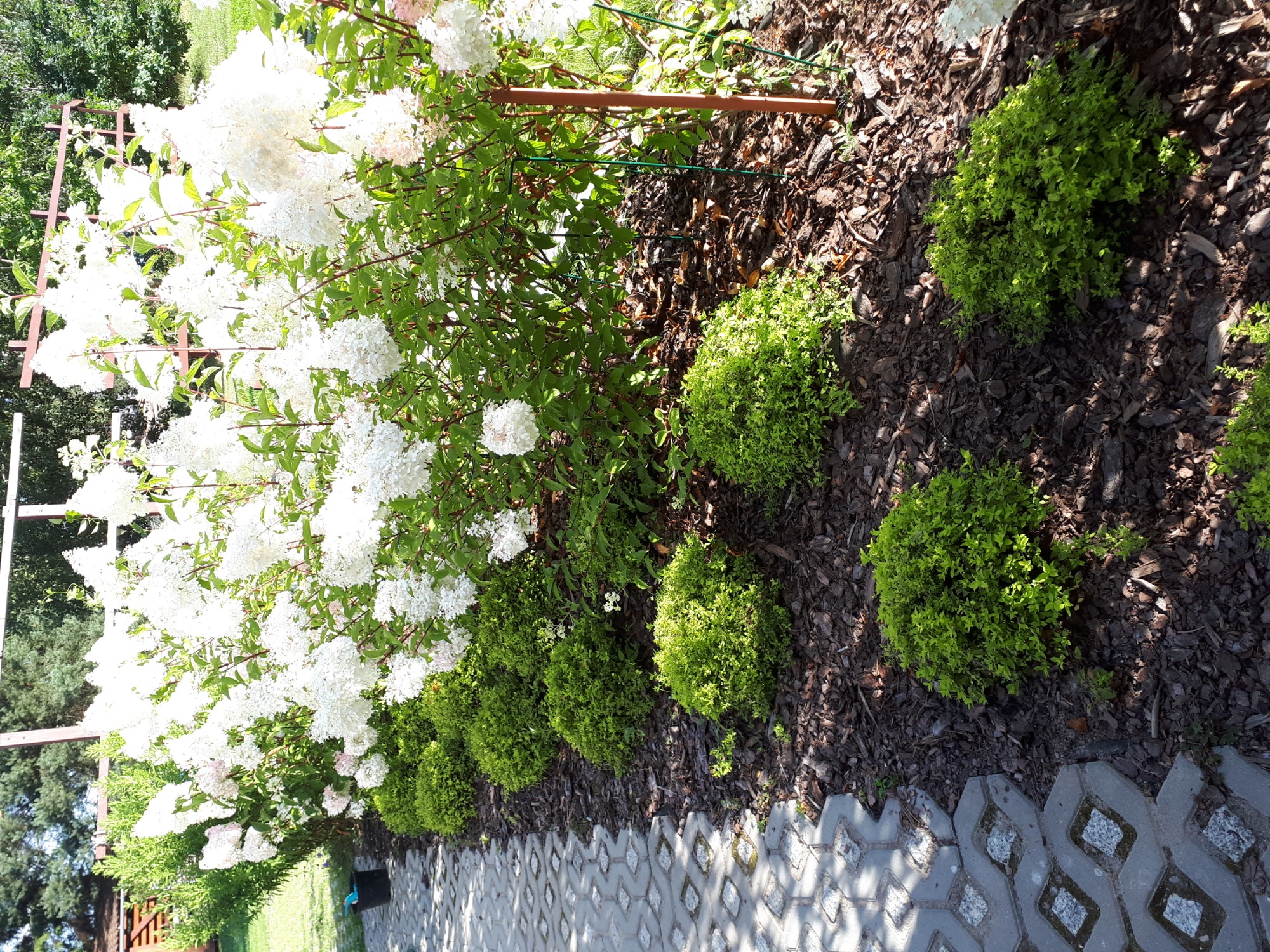 Kwitnący krzew hortensji pnącej się po drewnianej konstrukcji, obok kule bukszpanu na korze, widok z góry.