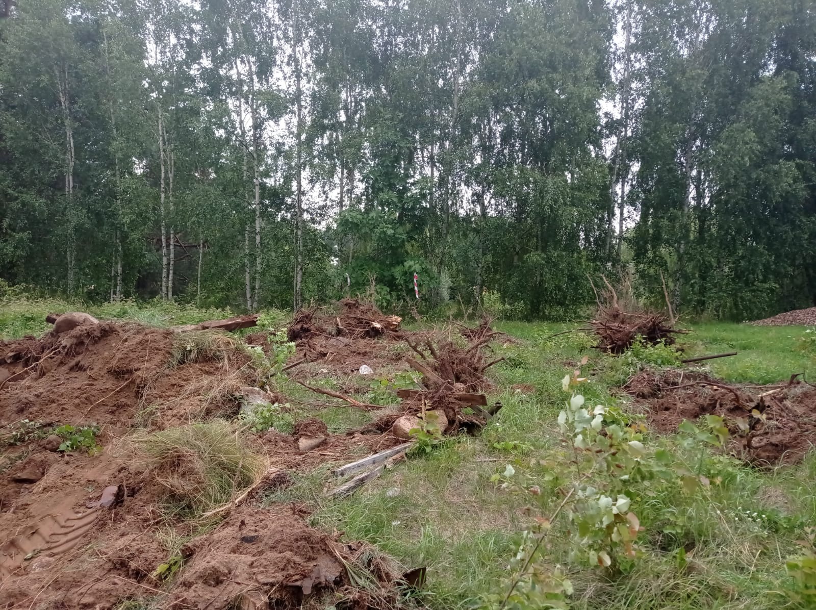 Teren po wycince drzew, z widocznymi korzeniami i pryzmami ziemi, przygotowany pod dalsze prace.