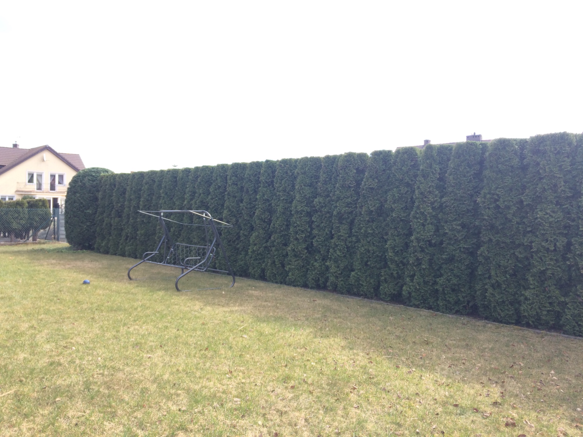 Przycięcie żywopłotu