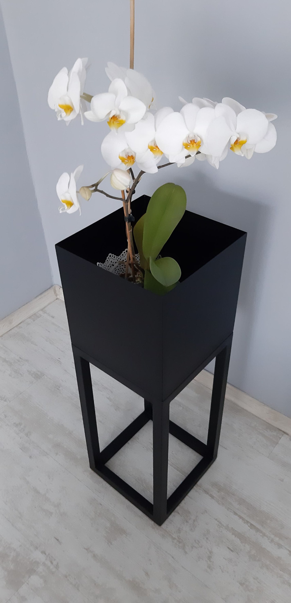 Biała orchidea w czarnej, metalowej donicy na wysokim stelażu, ustawiona na jasnej podłodze przy szarej ścianie, z widoczną koronkową wkładką w donicy.
