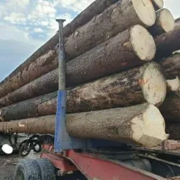 Ciężarówka z niebieską kabiną załadowana kłodami drewna, zabezpieczonymi pionowymi słupkami, widoczna w pochmurny dzień.