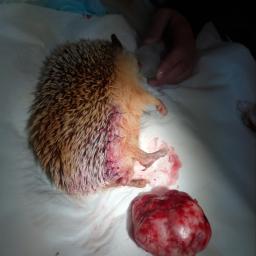 Przychodnia Weterynaryjna Trzech Diamentów - Agnieszka Porębska - Chirurgia Zwierząt 'Egzotycznych'