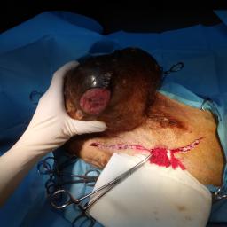 LECZENIE CHORÓB NOWOTWOROWYCH ZWIERZĄT DOMOWYCH