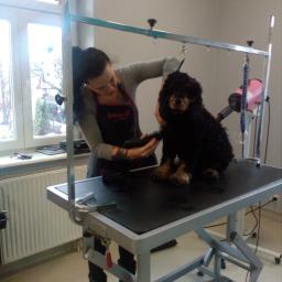 GROOMER KARINA SEWERYN - usługi pielęgnacyjne tel.: 784 084 880