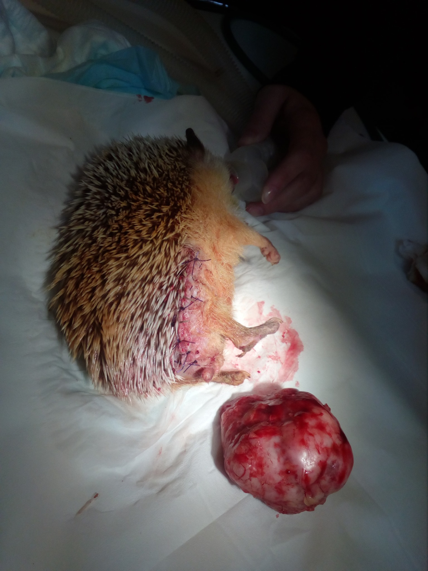 Chirurgia Zwierząt 'Egzotycznych'