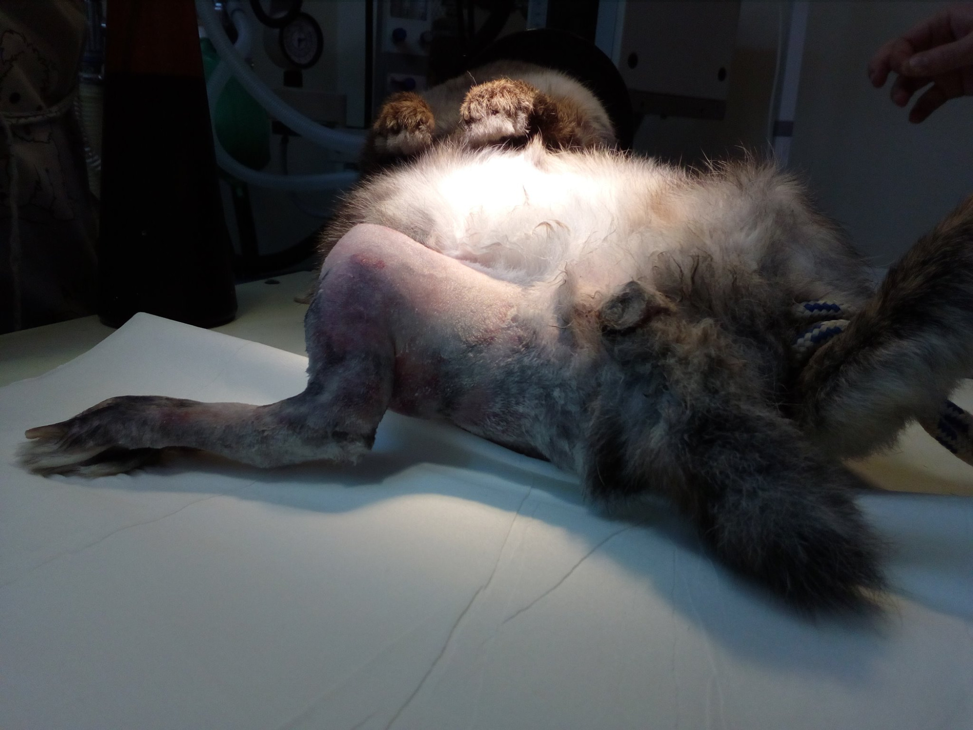 ORTOPEDIA u ZAJĘCZAKÓW