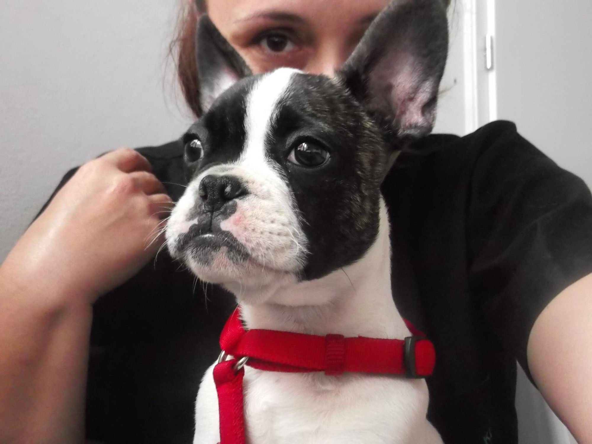 Lekarz Weterynarii Agnieszka Porębska Spec. Chirurg, Spec. Radiolog Weterynaryjny