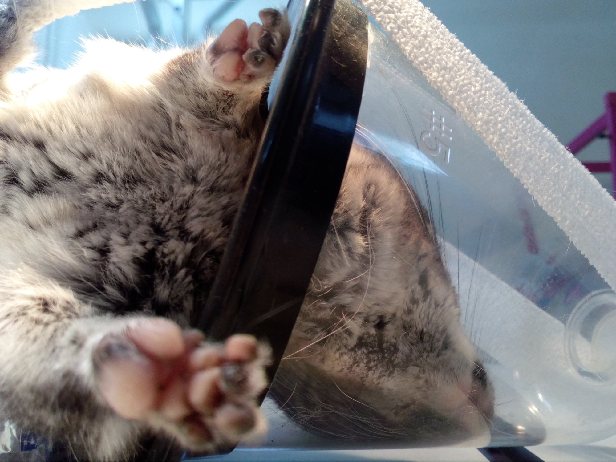 Znieczulamy Gazami, Co Pozwala na Szybki Powrót do Zdrowia