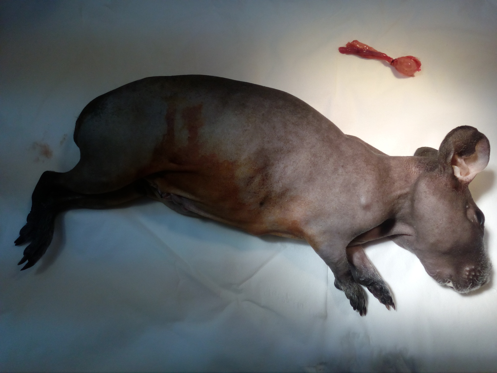 Cavia Domestica Operacja