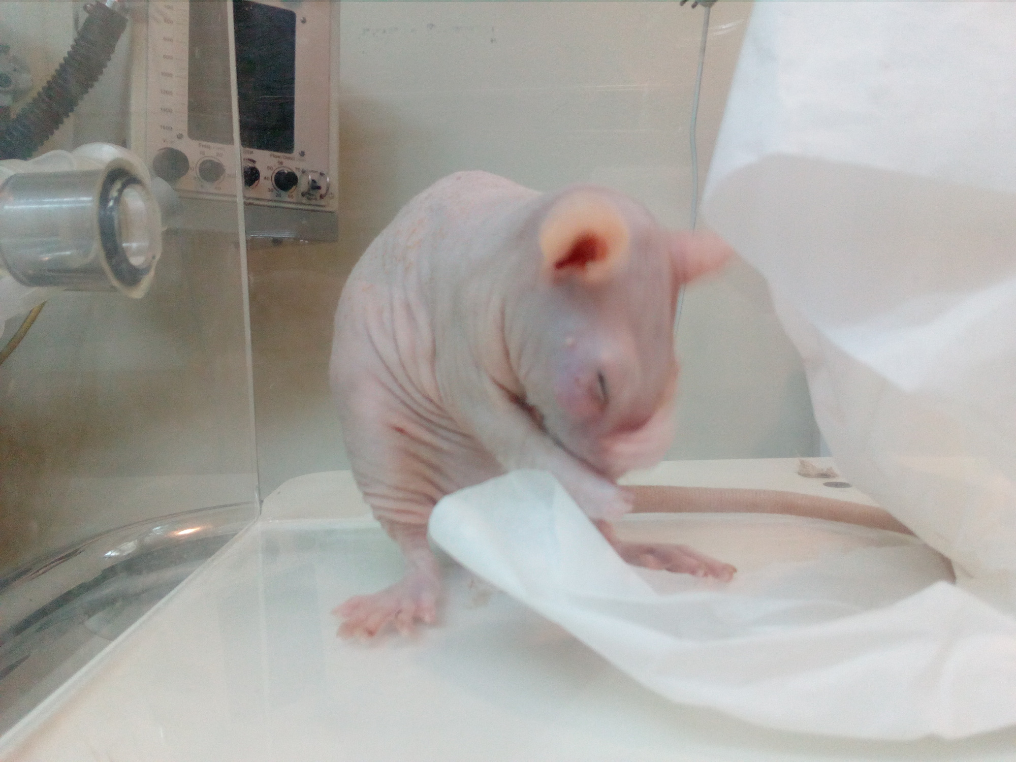 Znieczulenie Inhalacyjne Zwierząt 'Egzotycznych'