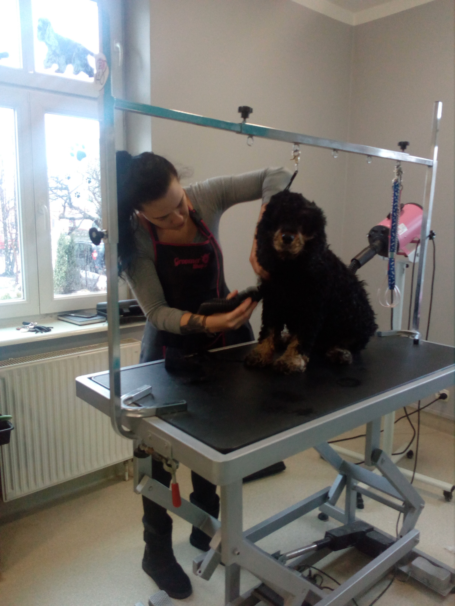 Pielęgnacja czarnego pudla na stole groomerskim przez kobietę w fartuchu z logo, widoczny suszarka i okno z naklejką psa.