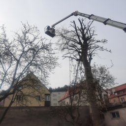 Kamilo Kamil Hubrich - Pracownik w koszu podnośnika teleskopowego przycina gałęzie wysokiego drzewa w pobliżu zabudowań mieszkalnych w pochmurny dzień.