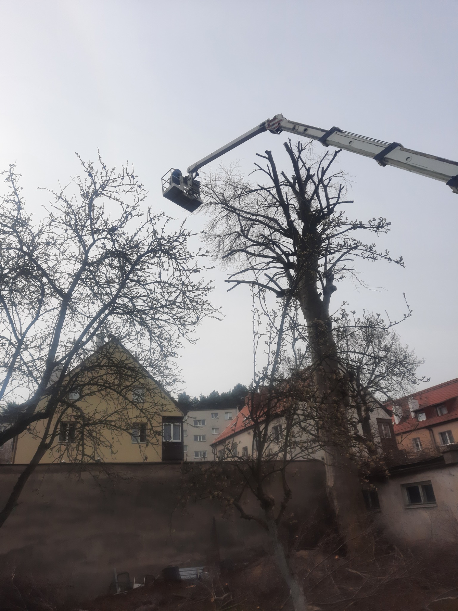 Pracownik w koszu podnośnika teleskopowego przycina gałęzie wysokiego drzewa w pobliżu zabudowań mieszkalnych w pochmurny dzień.