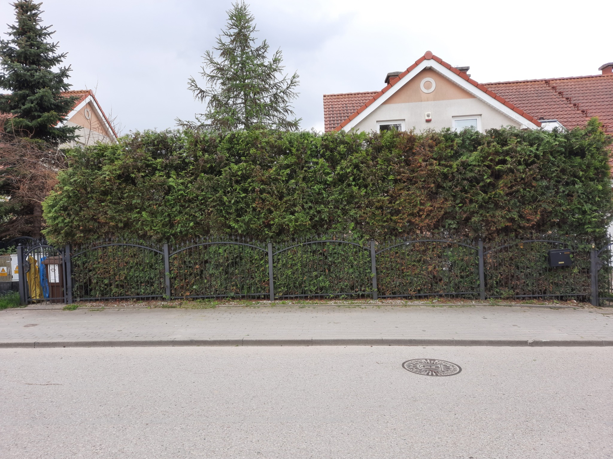 Żywopłot z tui szmaragdowej, częściowo brązowiejący, za czarnym, metalowym ogrodzeniem, na tle domów jednorodzinnych w pochmurny dzień.