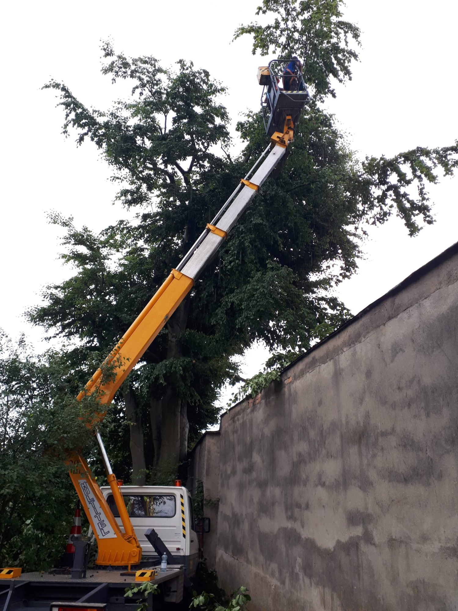 Pracownik na podnośniku koszowym, w trakcie prac pielęgnacyjnych drzewa, widok z dołu na tle szarego muru.