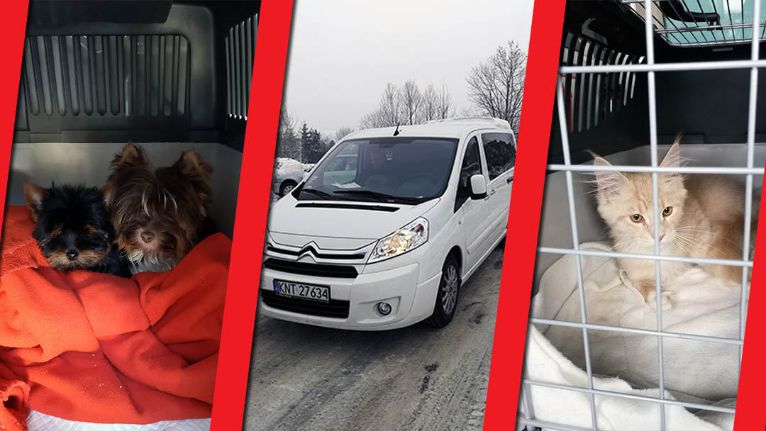 Kolaż: Dwa małe pieski w transporterze na czerwonym kocyku, biały bus na ośnieżonej drodze, rudy kot w klatce na białym kocyku.