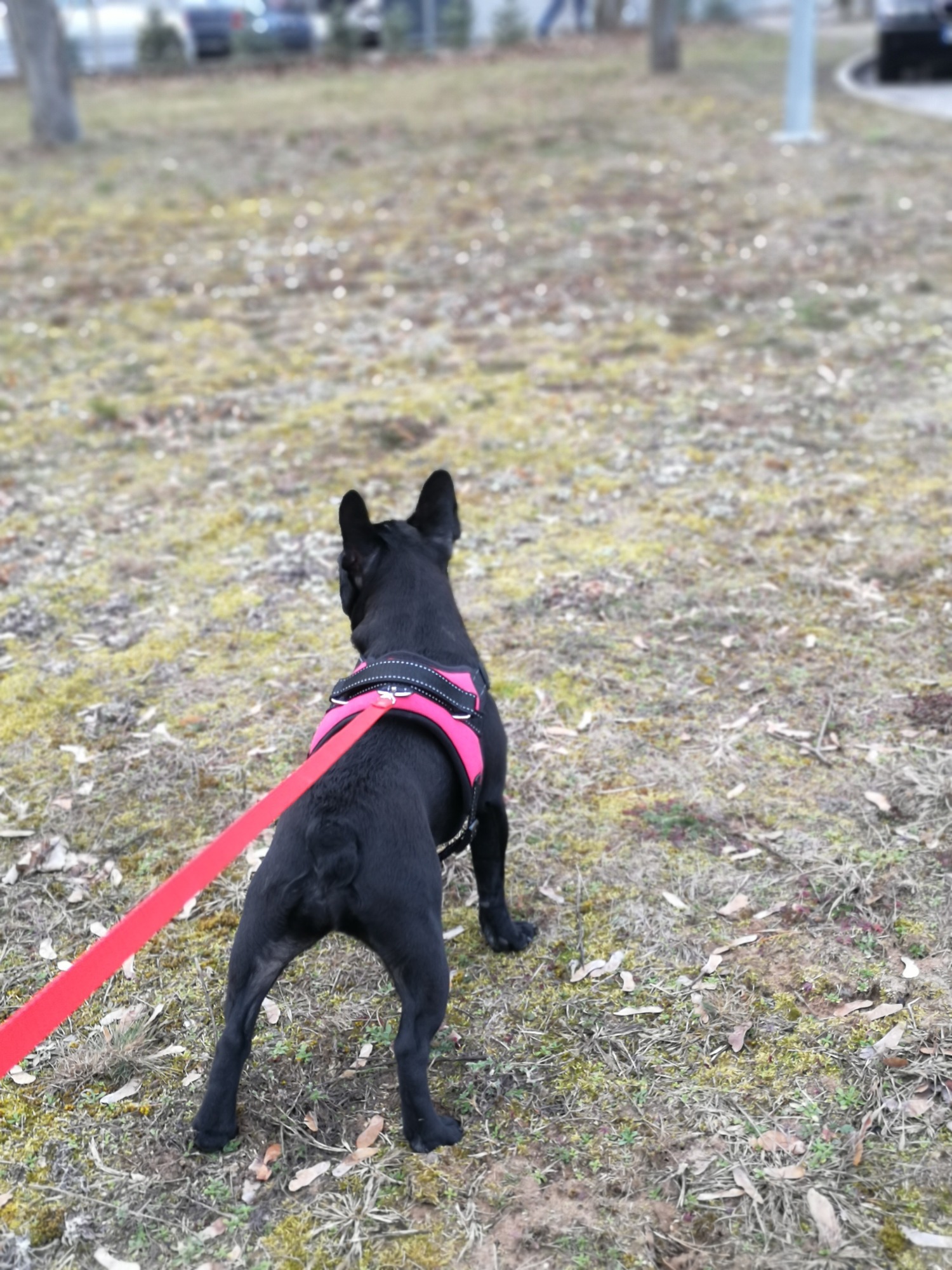 Czarny buldog francuski w różowej uprzęży i na czerwonej smyczy, stojący tyłem na trawiastym terenie z widocznymi drzewami i samochodami w tle.