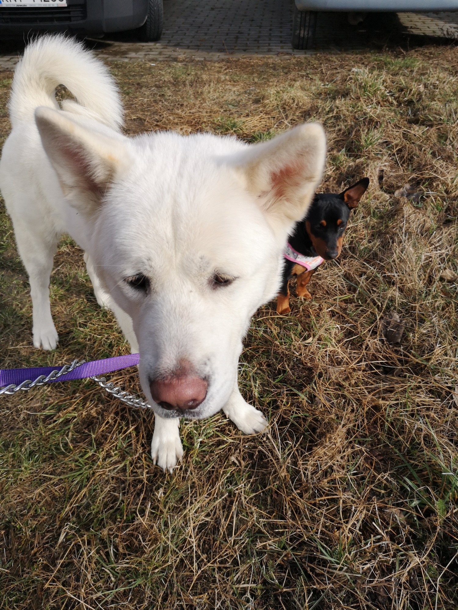 Biały pies rasy Akita Inu na smyczy z fioletowym paskiem, obok niego mały czarny piesek w różowej uprzęży, stoją na uschniętej trawie.